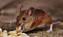 24 Hour & Emergency Exterminators in Spring Green, WI